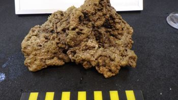 Media type: image;   Invertebrate Zoology 153498 Description: Live specimen.;